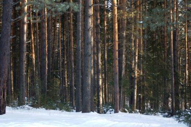      Çam ormanı güneşli bir günde                          