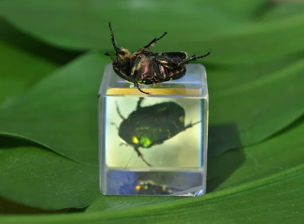 Bayangan Cahaya Dan Efek Warna Ketika Merefleksikan Bug Perunggu Dalam — Stok Foto