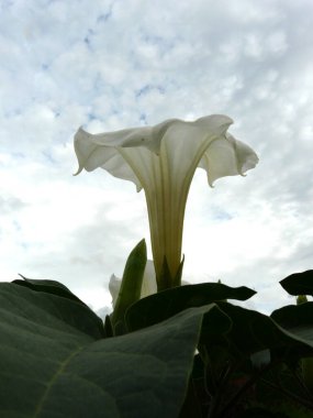 Datura çiçeği (Datra) - güzel ama zehirli bir bitki