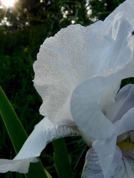 Iris Virágok Egy Nemzetség Évelő Rhizomatosus Ültetvények — Stock Fotó
