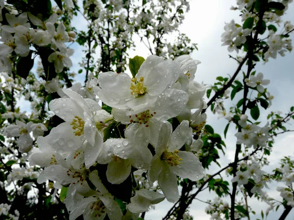 Äppelträd Blommor Med Regndroppar — Stockfoto