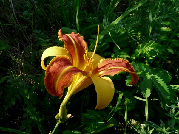 Daylily Flower Hemerocllis Lilya Család Asphodelidae Alcsaládjába Tartozó Növények Nemzetsége — Stock Fotó