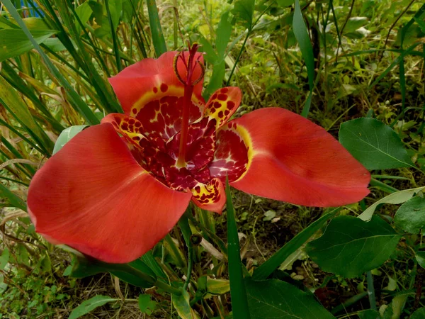 Tigridia Virág Egy Évelő Hagymás Lágyszárú Növény — Stock Fotó