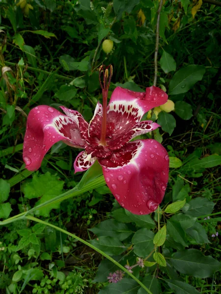 Tigridia Virág Egy Évelő Hagymás Lágyszárú Növény — Stock Fotó