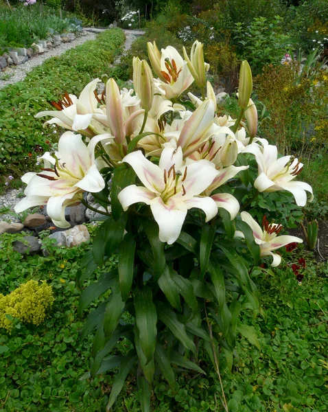 Lily Llium Flower Perennial Grass Equipped Bulbs Consisting Fleshy Grassroots — Stock Photo, Image