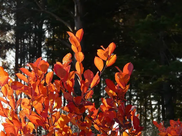 Aronia Větve Podzim Při Západu Slunce — Stock fotografie