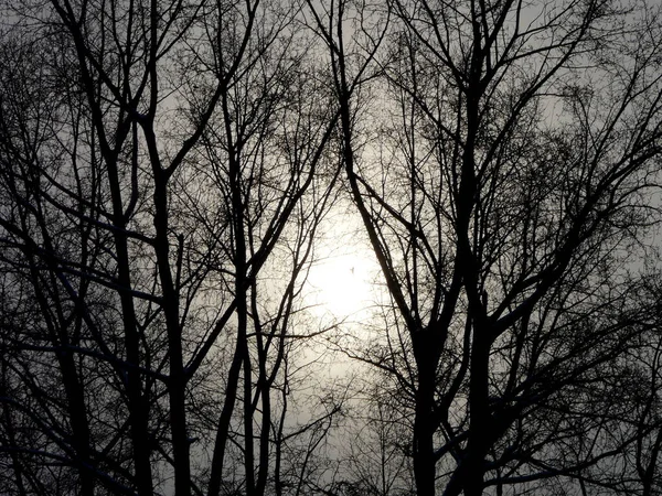 Coucher Soleil Par Une Journée Froide Nuageuse Travers Les Branches — Photo