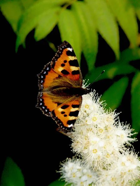 Schmetterling Auf Einer Blume Von Wildfeldern Sorbaria Aus Nächster Nähe — Stockfoto