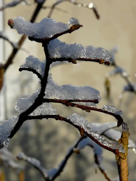 Étalons Mâles Sur Noisetiers Sous Neige — Photo