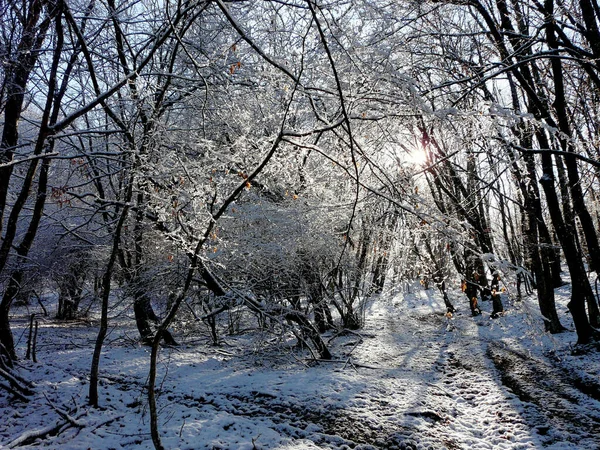 Pierwszy Śnieg Drzewach Wieczornym Słońcu — Zdjęcie stockowe