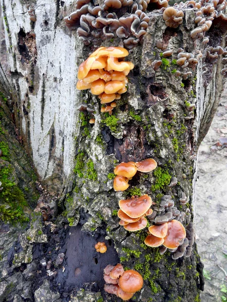 Tree Mushrooms Trunks Diseased Trees — Stock Photo, Image