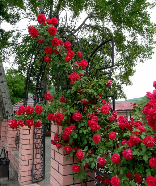 Blühende Rosensträucher Einer Hecke Eines Privathauses — Stockfoto