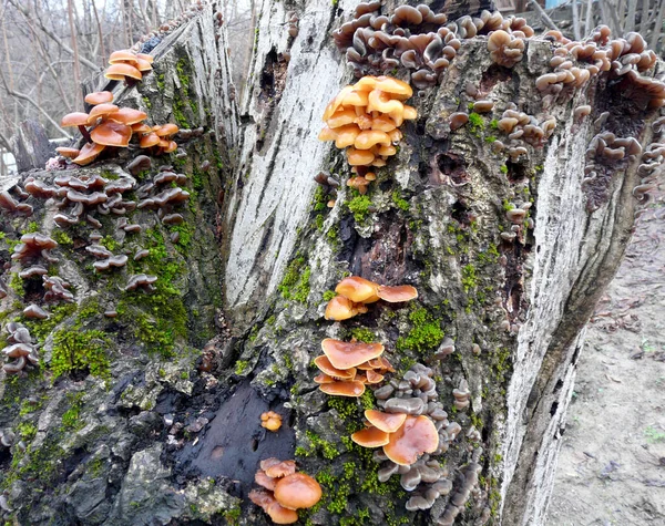 Tree Mushrooms Trunks Diseased Trees — Stock Photo, Image