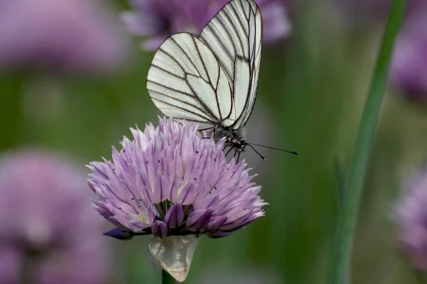 Pillangó Egy Virág Közelkép Egy Zöld Háttér — Stock Fotó
