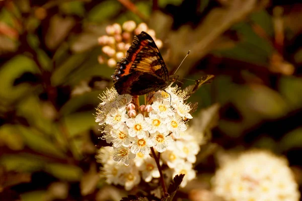 Pillangó Egy Virág Közelkép Egy Zöld Háttér — Stock Fotó