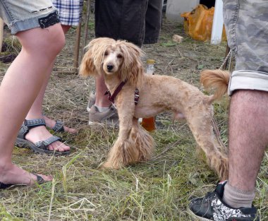 İnsanların ayaklarındaki budanmış bir köpek kameranın merceğine bakar.