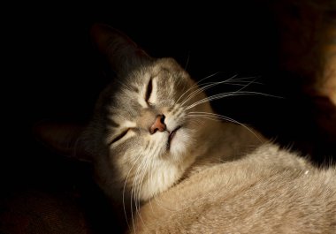    Beyaz bıyıklı uyuyan kedi                            