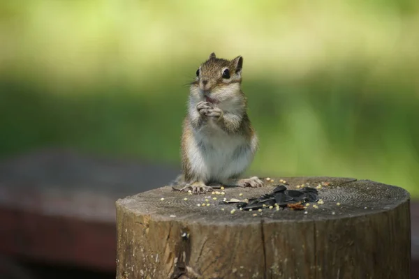 Wild Chipmunk Close Takes Food — Stock Photo, Image