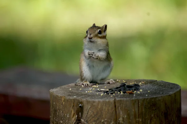 Wild Chipmunk Close Takes Food — Stock Photo, Image