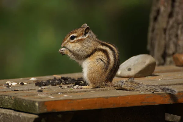 Wild Chipmunk Close Takes Food — Stock Photo, Image