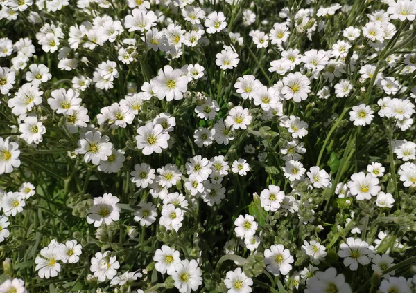 Blommande Krimsk Edelweiss Slutet Våren — Stockfoto