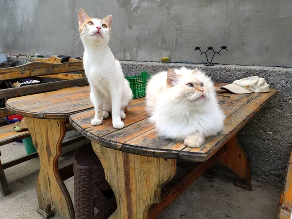 Dos Gatos Mirando Pájaro — Foto de Stock