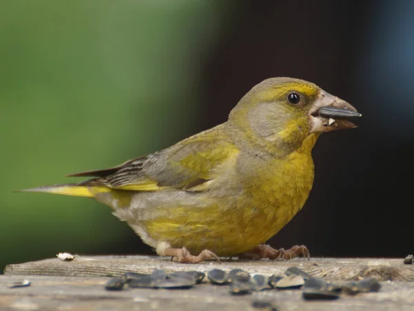 Primo Piano Uccello Verdone Con Seme Girasole Nel Becco — Foto Stock