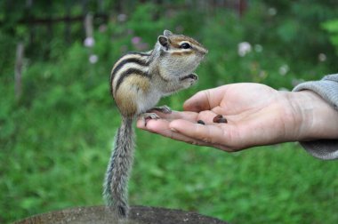 Vahşi ama dost canlısı bir sincabın, ormandaki arkadaşlarına yapacağı bir sonraki ziyareti.