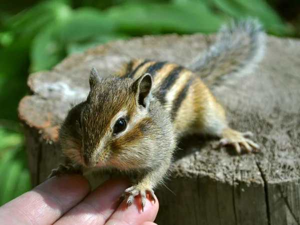 Prochaine Visite Chipmunk Sauvage Mais Sympathique Sociable Ses Amis Dans — Photo