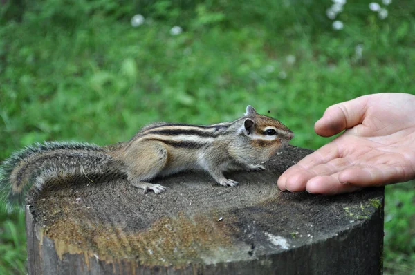 Vahşi ama dost canlısı bir sincabın, ormandaki arkadaşlarına yapacağı bir sonraki ziyareti.