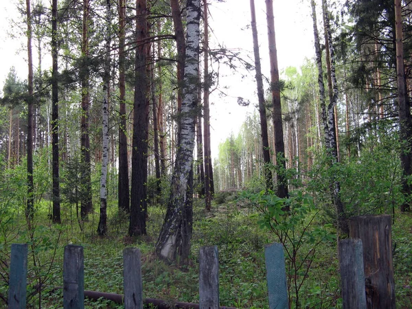 Blandskog Förort Till Tomsk Sibirien Ryssland — Stockfoto