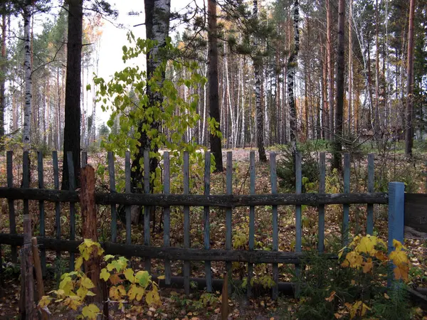 Blandskog Förort Till Tomsk Sibirien Ryssland — Stockfoto