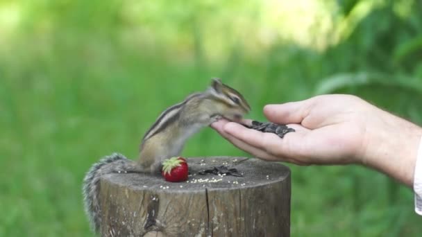 Próxima Visita Una Ardilla Salvaje Pero Amigable Sociable Sus Amigos — Vídeo de stock