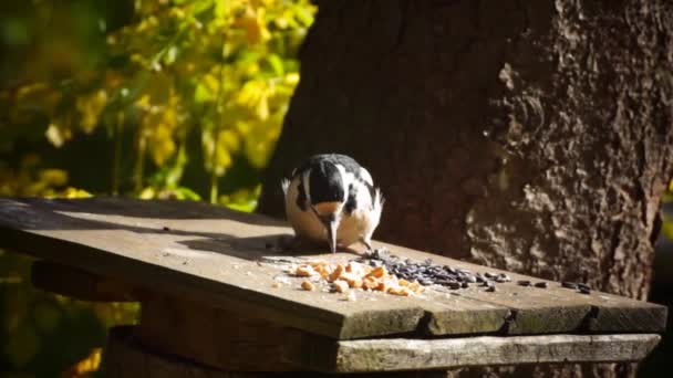 Grande Pica Pau Manchado Nuthatch Titmouse Alimentar Sementes Girassol Migalhas — Vídeo de Stock