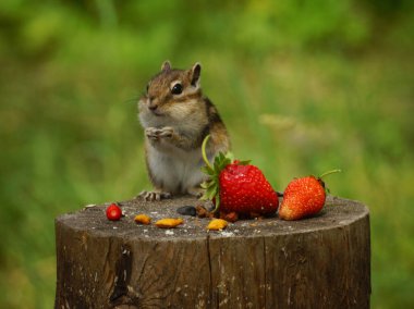 Sincap çilekli bir kütüğün üzerinde duruyor.