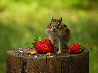 Sincap çilekli bir kütüğün üzerinde duruyor.
