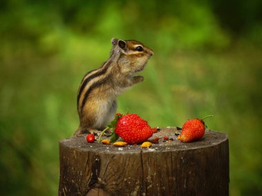 Sincap çilekli bir kütüğün üzerinde duruyor.