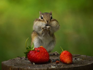 Sincap çilekli bir kütüğün üzerinde duruyor.