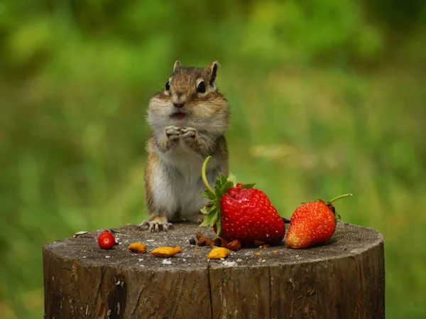 Chipmunk Tient Sur Une Souche Avec Des Fraises — Photo