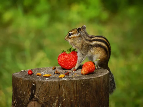 Chipmunk Στέκεται Ένα Κούτσουρο Φράουλες — Φωτογραφία Αρχείου