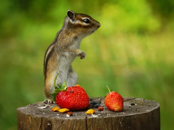 Streifenhörnchen Steht Auf Einem Stumpf Mit Erdbeeren — Stockfoto