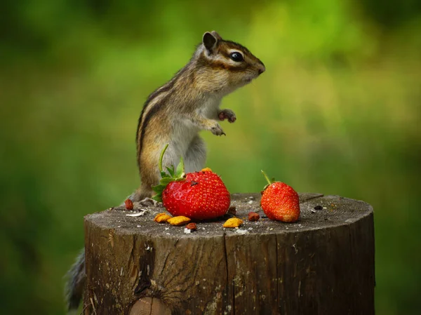 Chipmunk Stands Stump Strawberries — Stock Photo, Image