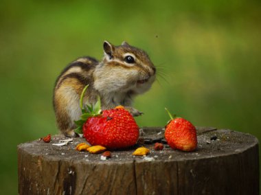 Sincap çilekli bir kütüğün üzerinde duruyor.
