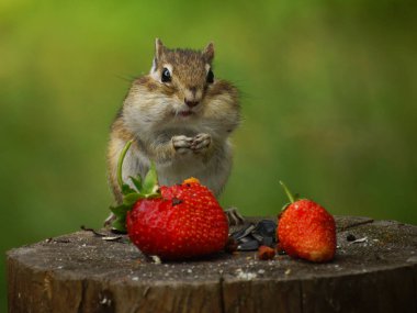 Sincap çilekli bir kütüğün üzerinde duruyor.