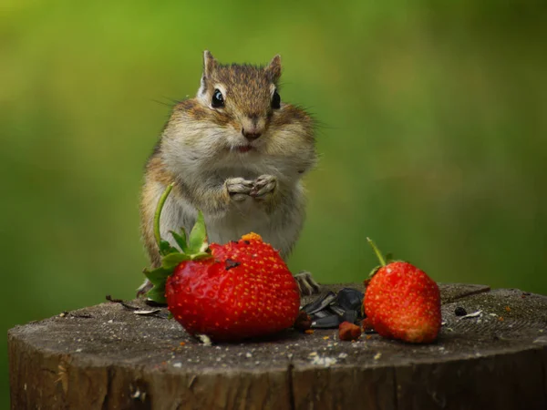 Chipmunk Stands Stump Strawberries — Stock Photo, Image