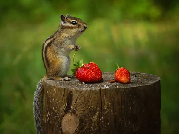 Streifenhörnchen Steht Auf Einem Stumpf Mit Erdbeeren — Stockfoto