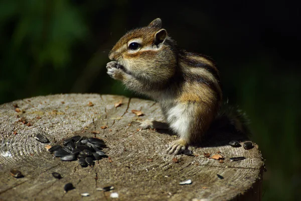 Chipmunk Κάθονται Ένα Κούτσουρο Ηλιόσπορους — Φωτογραφία Αρχείου