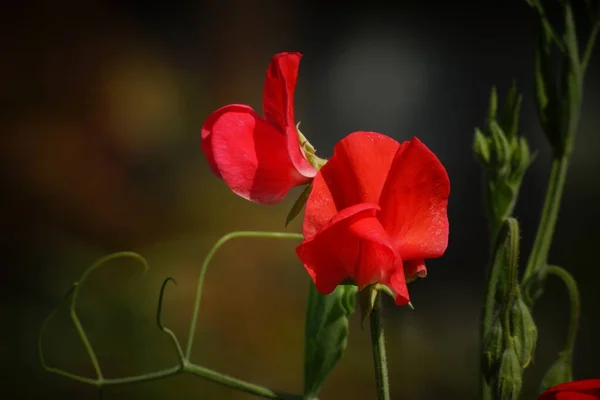 Guisantes Rojos Lat Lthyrus Odortus Primer Plano — Foto de Stock