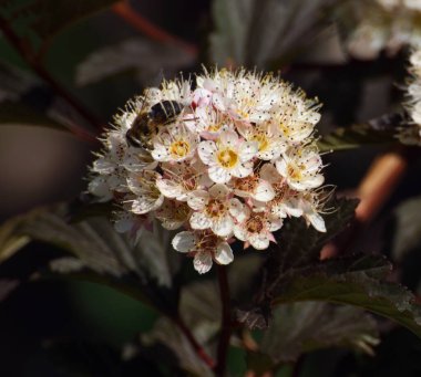 Vesicle çiçeğindeki böcekler (Latin Physocarpus)