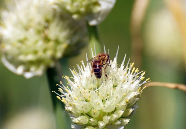 Batun soğanının üzerindeki arı (Allium fistulosum))